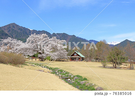 桜咲く春の安曇野ちひろ公園 76385016