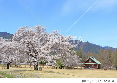 桜咲く春の安曇野ちひろ公園 76385018
