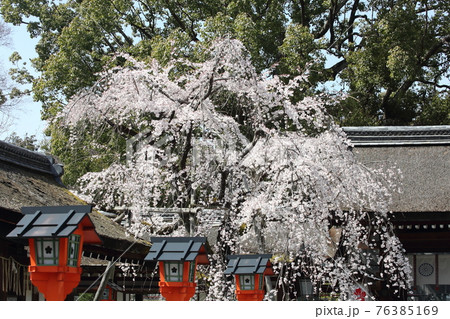 平野神社の枝垂れ桜 魁 平野神社の枝垂れ桜 魁 76385169