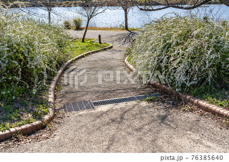 名古屋市港区　戸田川緑地公園から見た戸田川と雪柳 76385640