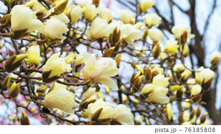ハクモクレンの花のある風景 76385808