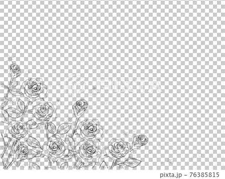 Rose garden and morning dew background 1_ line drawing 76385815