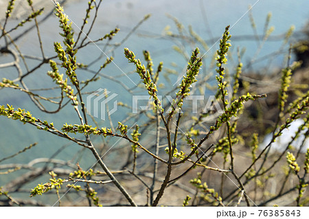 伊南川岸辺のヤナギの芽吹き　福島県只見町 76385843