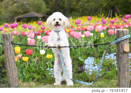 チューリップ畑のマルプー 76385957