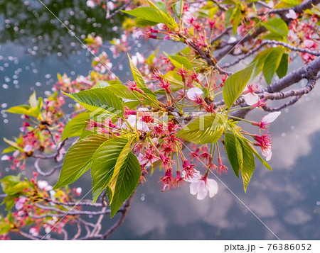 夕景の葉桜 夕景の葉桜 76386052