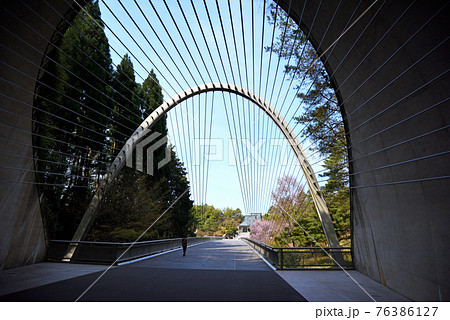 ミホミュージアムのトンネルの桜 76386127