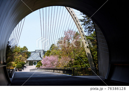 Sakura in the tunnel of Miho Museum - Stock Photo [76386124] - PIXTA