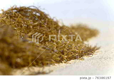 奄美大島の海岸に漂着するホンダワラの仲間 奄美大島の海岸に漂着するホンダワラの仲間 76386197