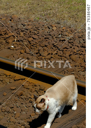嘉例川駅 線路を渡るねこ駅長 にゃん太郎 嘉例川駅 線路を渡るねこ駅長 にゃん太郎 76386467