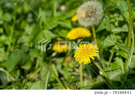 道端に咲いたタンポポの花 76386641