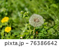 道端に咲いたタンポポの綿毛 76386642