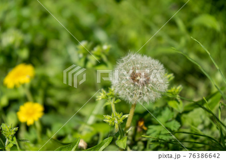 道端に咲いたタンポポの綿毛 76386642