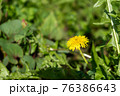 道端に咲いたタンポポの花 76386643
