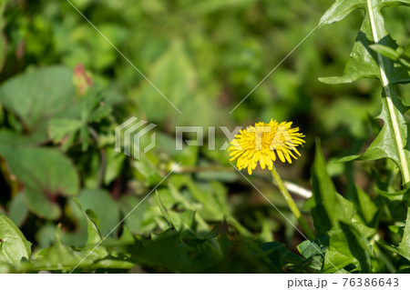 道端に咲いたタンポポの花 76386643