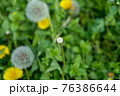 タンポポの綿毛がすべて抜けた後 76386644