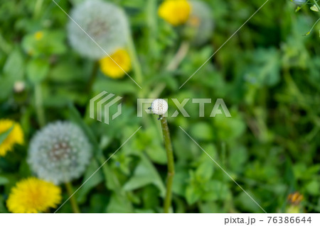 タンポポの綿毛がすべて抜けた後 76386644