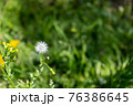 道端に咲いたタンポポの綿毛 76386645