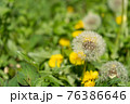 道端に咲いたタンポポの綿毛 76386646