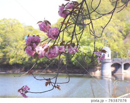 服部大池公園の八重桜 服部大池公園の八重桜 76387076
