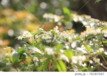白い馬酔木（あせび）の花とオレンジ色の新芽 76387087