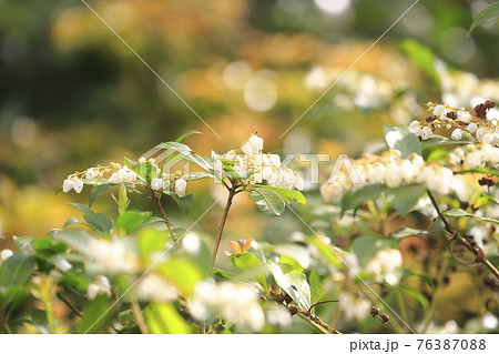 白い馬酔木(あせび)の花とオレンジ色の新芽 白い馬酔木(あせび)の花とオレンジ色の新芽 76387088