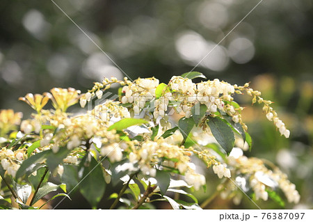 白い馬酔木（あせび）の花とオレンジ色の新芽　 76387097