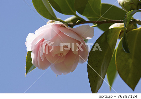 青空を背景にピンク色のツバキの花が咲いています。学名はCamellia japonicaです。 76387124