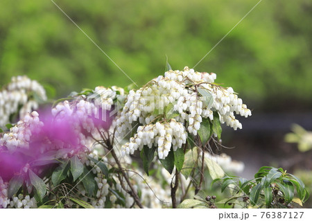 白い馬酔木(あせび)の花とツツジの前ボケ 白い馬酔木(あせび)の花とツツジの前ボケ 76387127