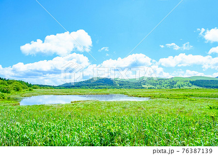 夏の八島ヶ原湿原（八島湿原） 76387139