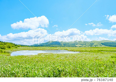夏の八島ヶ原湿原（八島湿原） 76387140