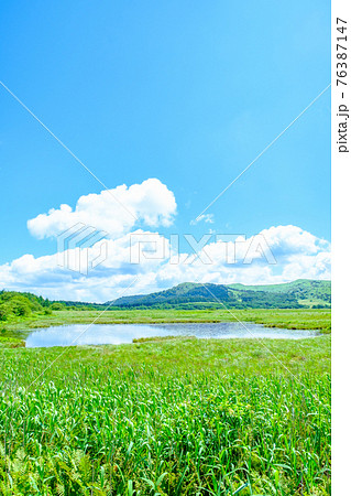 夏の八島ヶ原湿原（八島湿原） 76387147