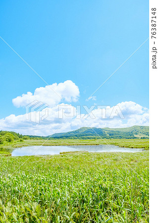 夏の八島ヶ原湿原（八島湿原） 76387148