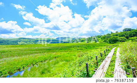 夏の八島ヶ原湿原（八島湿原） 76387159