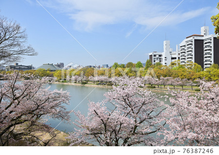 広島の本川の桜並木 広島の本川の桜並木 76387246