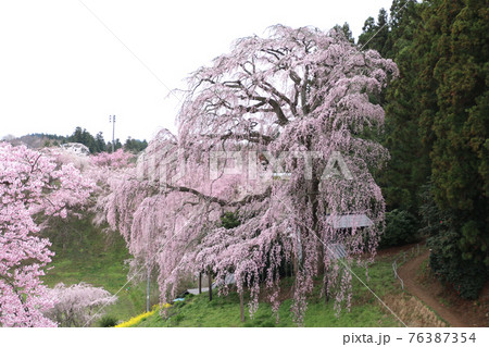 合戦場のしだれ桜（福島県・二本松市） 76387354