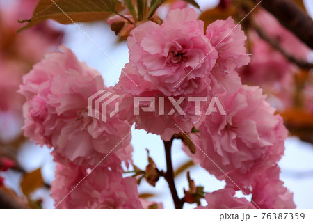 妙正寺川沿いに咲く濃いピンクの八重桜（1） 76387359