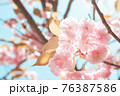 桜（関山） 76387586