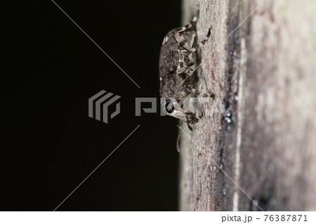 生き物 昆虫 キマダラヒゲナガゾウムシ 横から見ると 顔は馬 白黒に塗分けた脚がおしゃれの写真素材