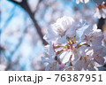 陽に向かって咲く桜 76387951