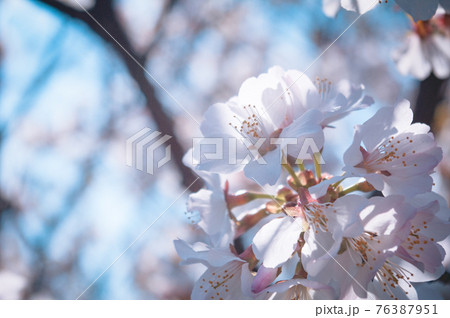 陽に向かって咲く桜 76387951
