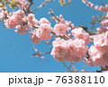 枝にびっしりと咲く梅 76388110