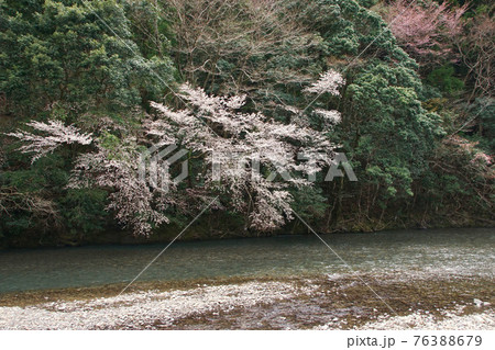 春の日高川上流の光景 和歌山県田辺市龍神村 春の日高川上流の光景 和歌山県田辺市龍神村 76388679