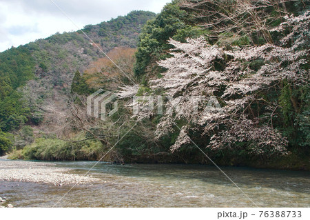 春の日高川上流の光景　和歌山県田辺市龍神村　国道371号線沿い 76388733
