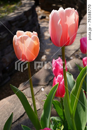 ピンク チューリップ 花 春 水 公園 港の見える丘公園 3月 4月 お花畑 花壇 野外 の写真素材