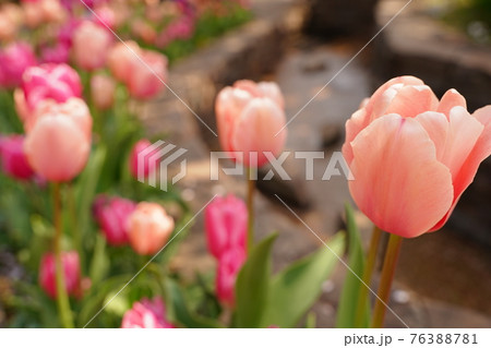 ピンク チューリップ 花 春 水 公園 港の見える丘公園 3月 4月 お花畑 花壇 野外 の写真素材