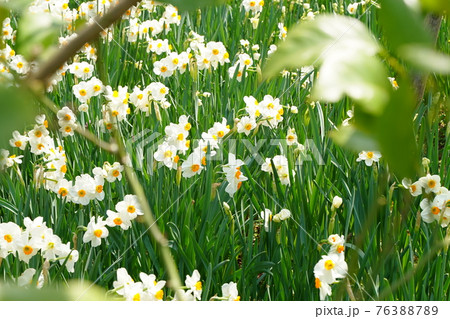 水仙 すいせん 白い花 春 公園 港の見える丘公園 3月 4月 お花畑 花壇 野外 の写真素材 7637