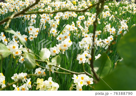水仙　すいせん　白い花　春　公園　港の見える丘公園　3月　4月　お花畑　花壇　野外　 76388790