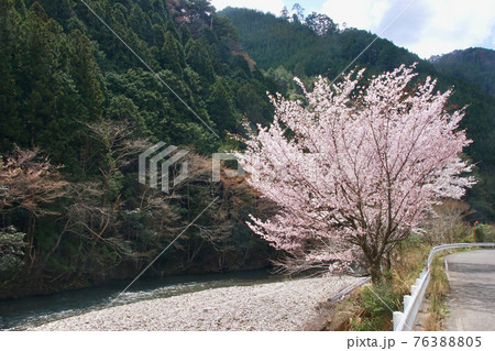 春の日高川上流の光景　和歌山県田辺市龍神村　国道371号線沿い 76388805