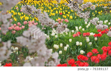 チューリップと桜 和歌山県日高郡日高川町 チューリップと桜 和歌山県日高郡日高川町 76389137