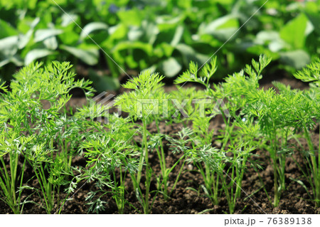 畑に植えた人参の葉 1 畑に植えた人参の葉 1 76389138